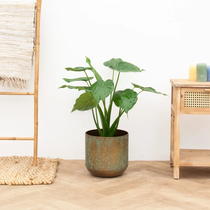 Cây tai phật trang trí làm nổi bật góc sống