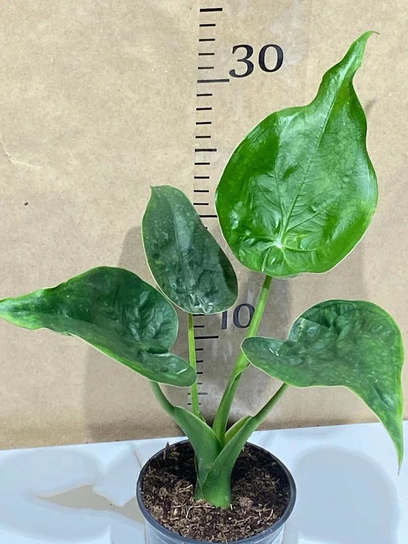 Cây tai phật decor hợp phong cách hiện đại