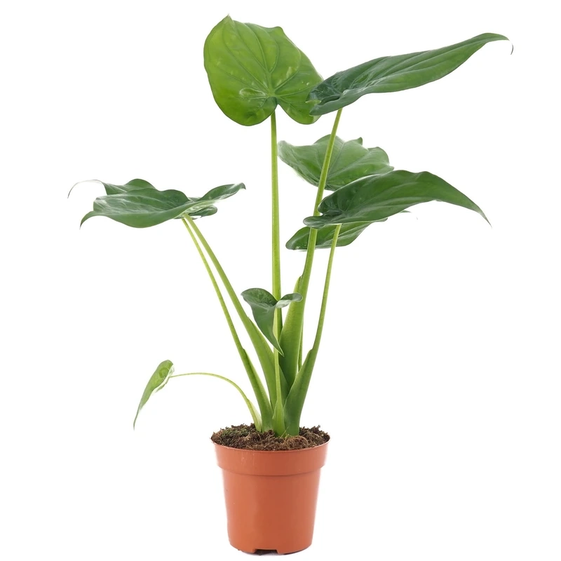 Cây tai phật để ban công xanh mát tự nhiên