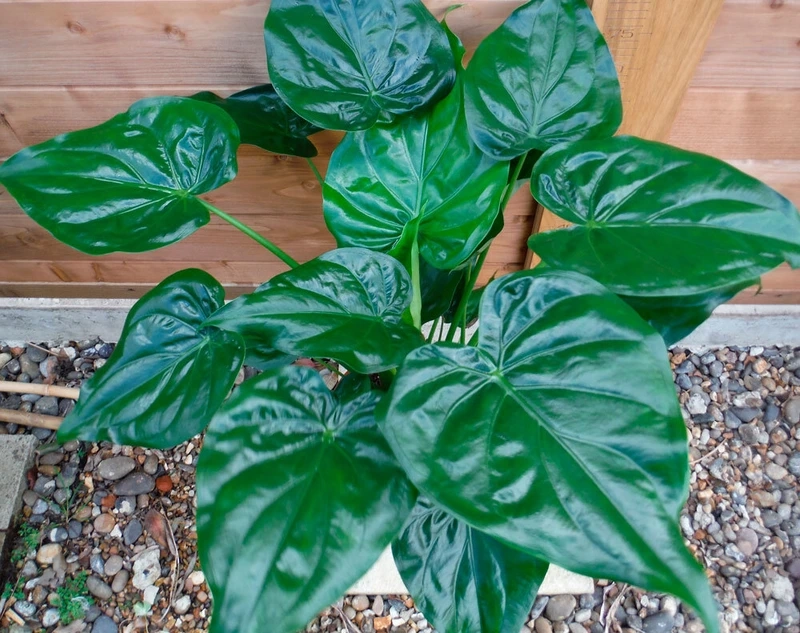 Cây tai phật hợp mệnh được nhiều người quan tâm