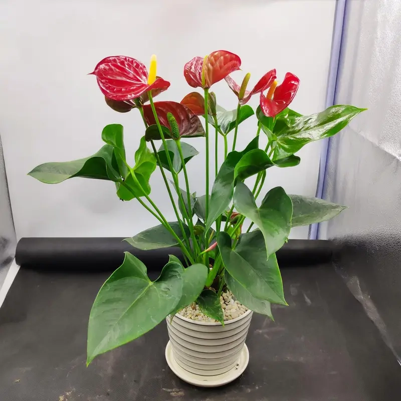 Cây tặng khai trương ý nghĩa mang lời chúc khởi đầu suôn sẻ