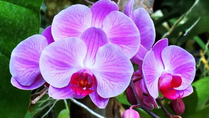 Cây tặng khai trương giá tốt dễ chọn quà mừng khai trương