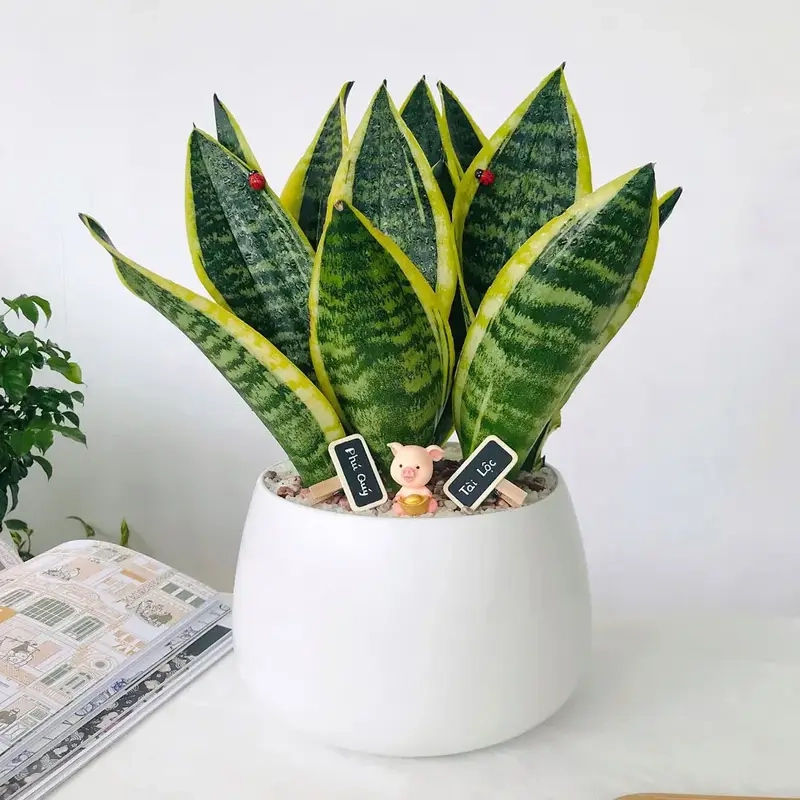 Cây tặng khai trương hợp mệnh giúp gia tăng vận khí tốt