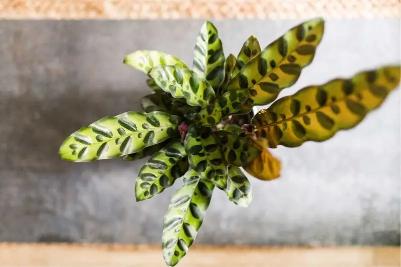 Cây tặng khai trương phổ biến được nhiều người lựa chọn