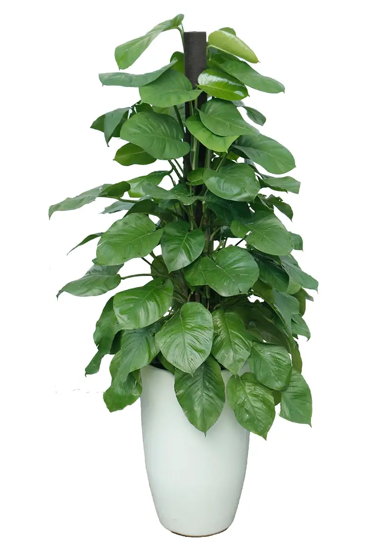 Cây tặng khai trương được ưa chuộng cho quà chúc mừng