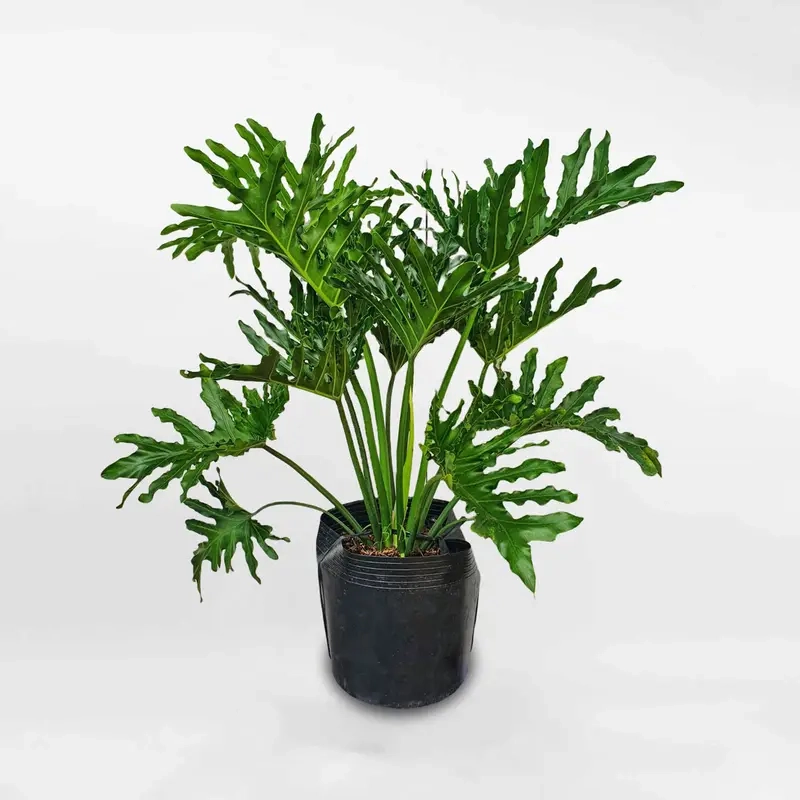 Cây tặng khai trương làm quà chúc mừng đầy tinh tế