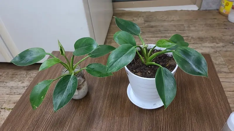 Cây tặng khai trương tăng vượng khí cho không gian mới