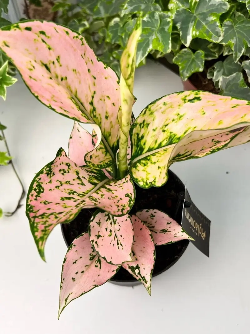 Cây Thịnh Vượng mang may mắn và tài lộc cho gia đình