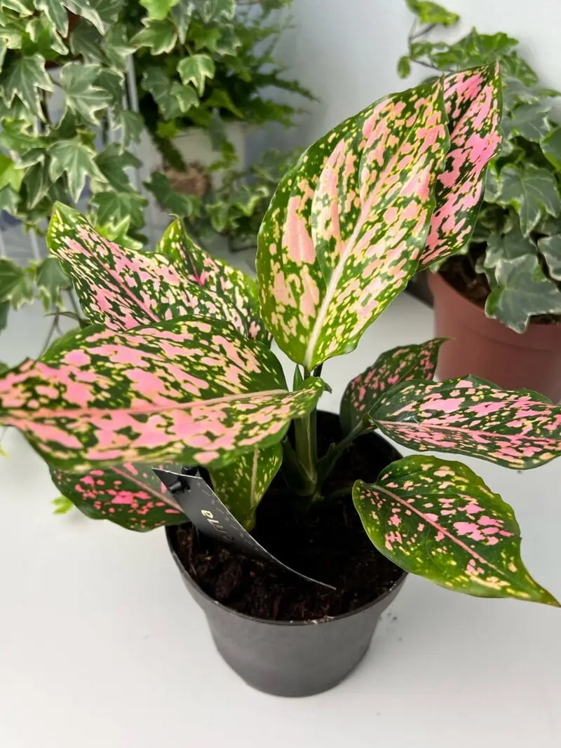 Học Cách Chăm Sóc Cây Thịnh Vượng đơn giản tại nhà