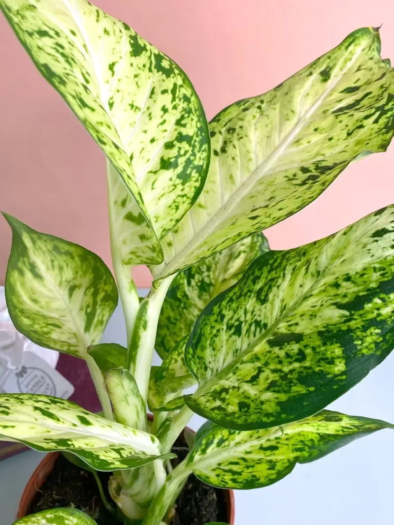 Cây Thịnh Vượng Thủy Sinh dễ trồng và tạo không gian xanh mát