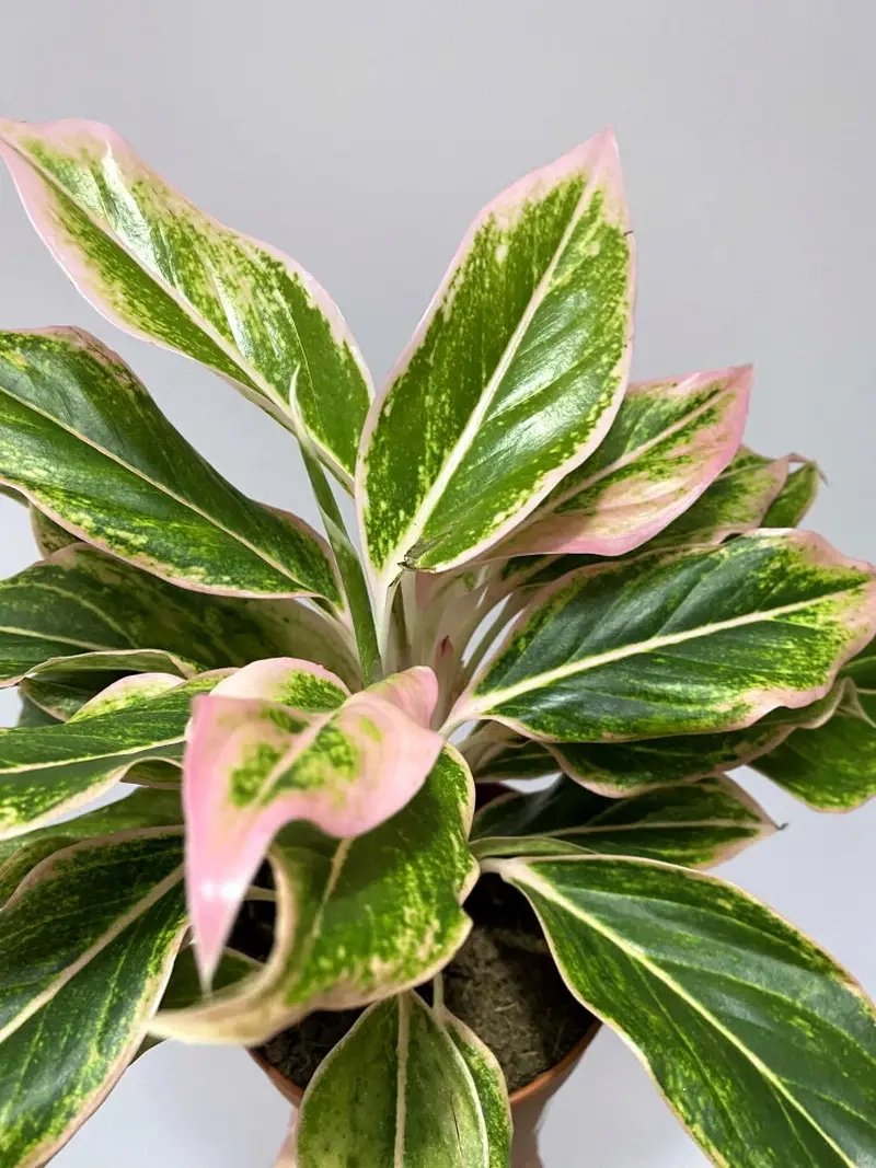 Phát Tài Thịnh Vượng mang may mắn và thành công trong kinh doanh