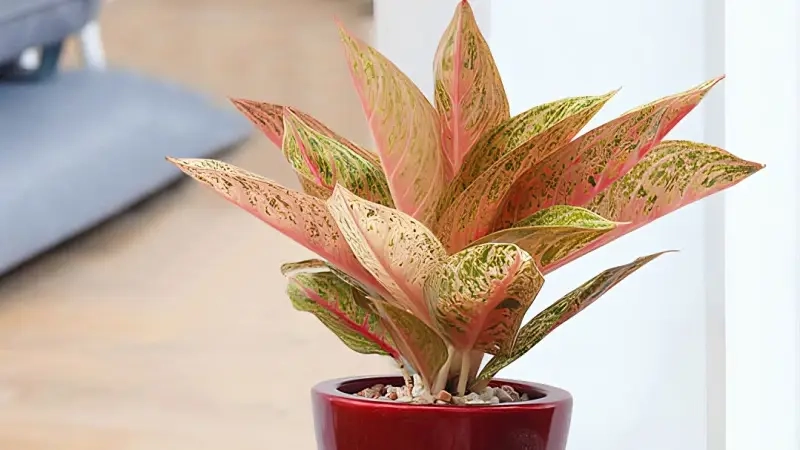 Khám phá Cây Thịnh Vượng Hợp Tuổi Nào để tăng tài lộc hiệu quả