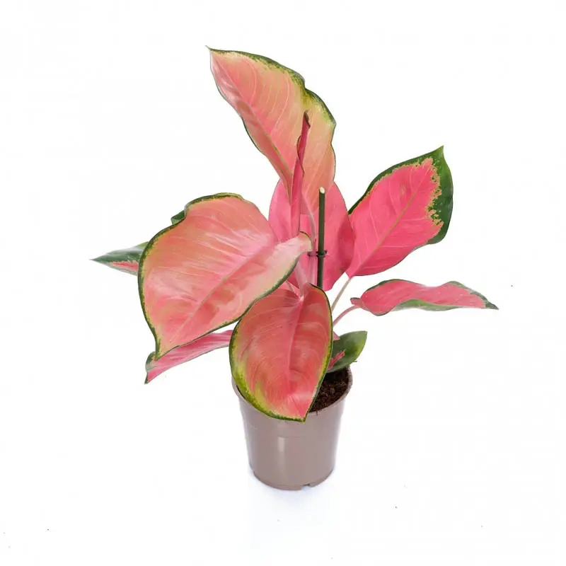 Cây Thịnh Vượng Đẹp làm điểm nhấn tuyệt vời cho không gian sống