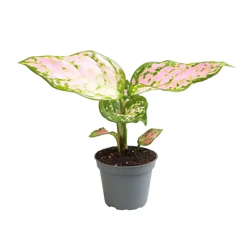 Tìm hiểu Cây Thịnh Vượng Có Độc Không để yên tâm trồng trong nhà