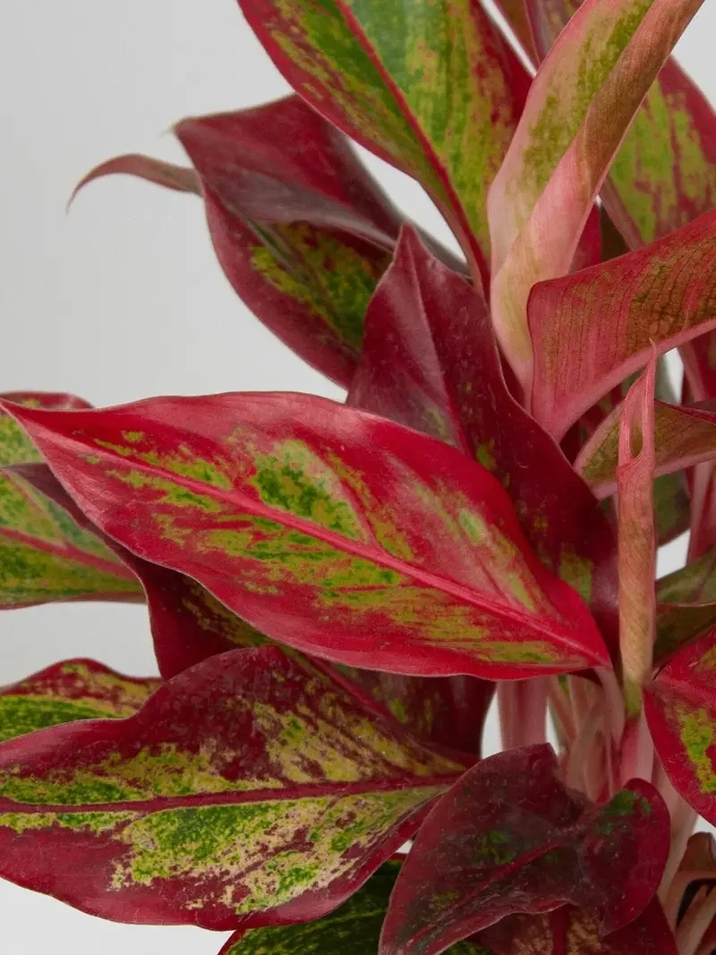 Cây Thịnh Vượng Trang Trí Nội Thất mang vẻ đẹp sang trọng và hiện đại