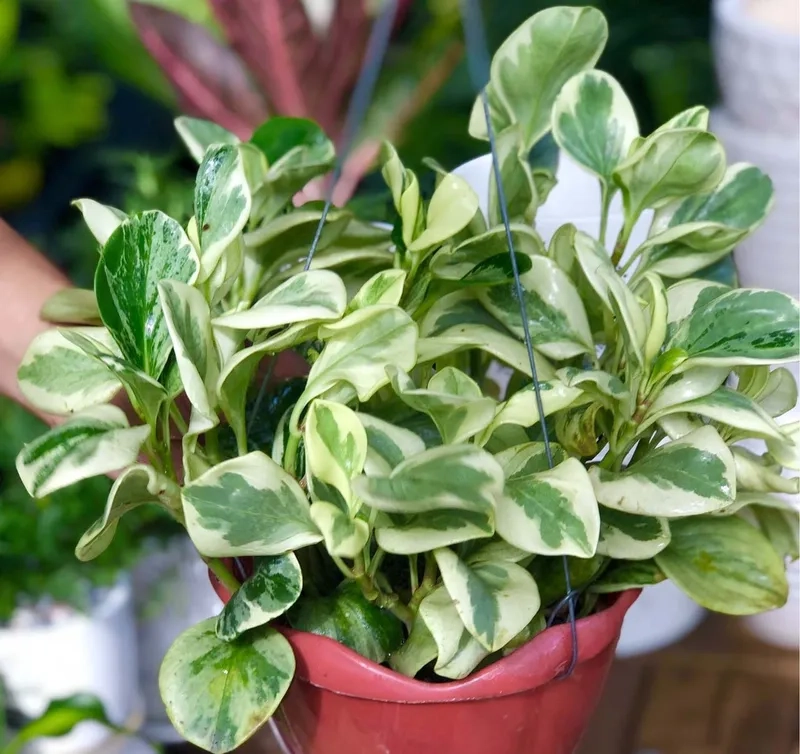 Sự hài hòa đến từ cây phong thủy hút tài lộc