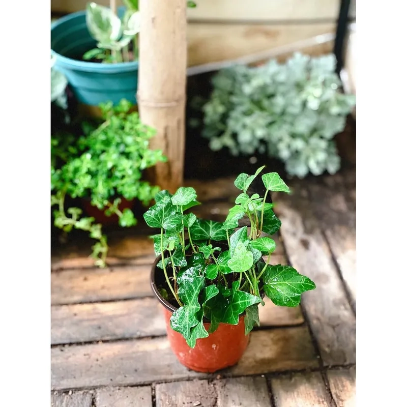 Không gian xanh mát với cây thường xuân dễ trồng đẹp mắt