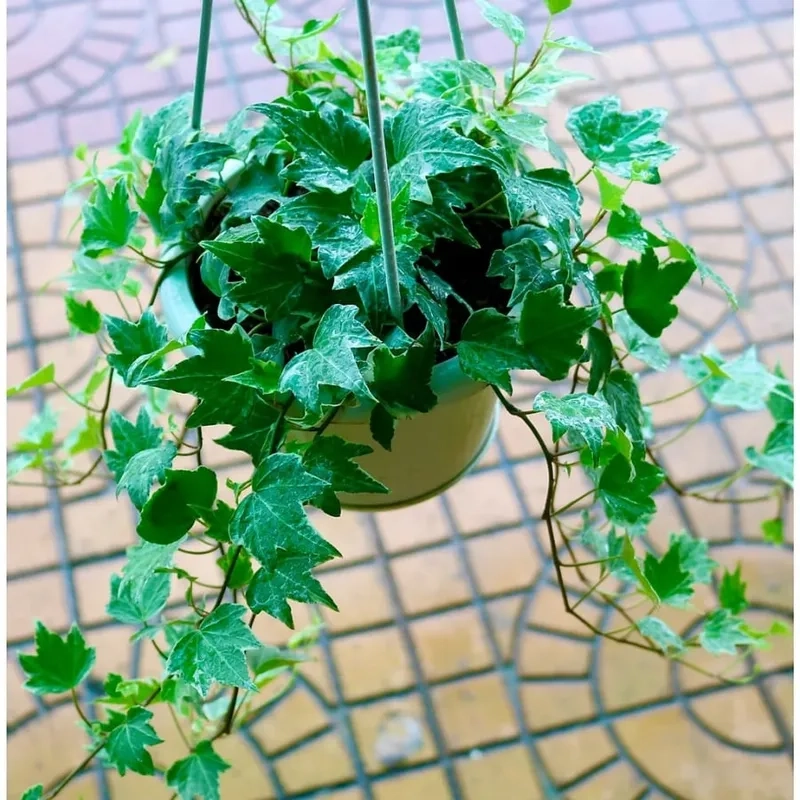 Bí quyết chăm cây thường xuân xanh tốt quanh năm