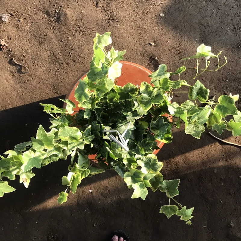 Hướng dẫn chăm sóc cây thường xuân đơn giản hiệu quả