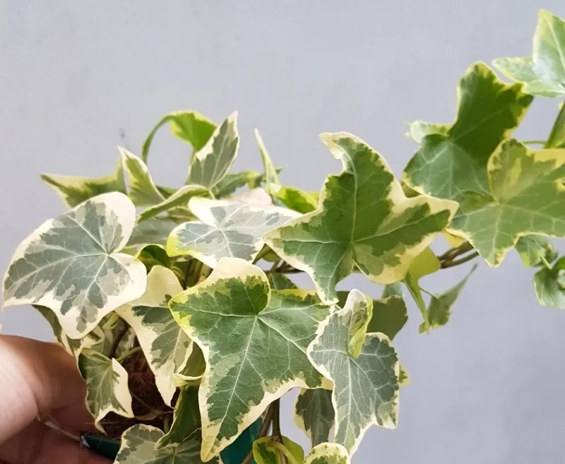 Trang trí bàn làm việc bằng chậu cây thường xuân xinh