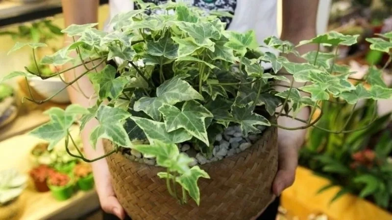 Khám phá các loại cây thường xuân phổ biến hiện nay