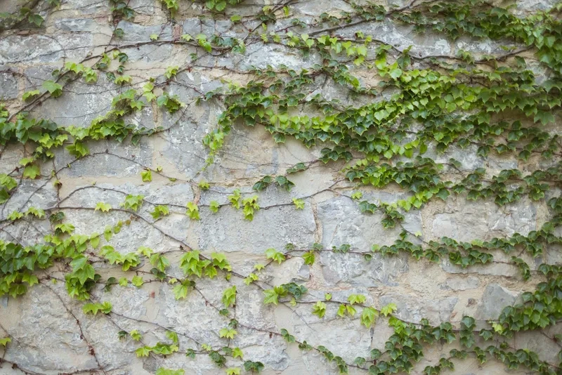 Chia sẻ cách trồng cây thường xuân dễ sống tại nhà