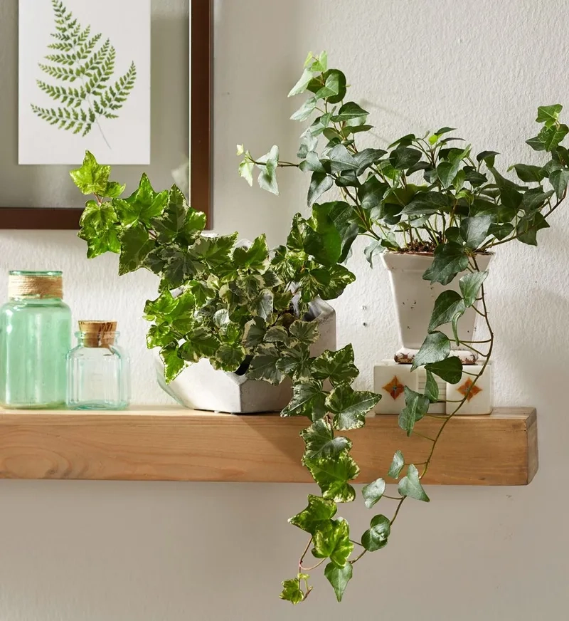 Vẻ đẹp tự nhiên từ cây leo thường xuân xanh mát