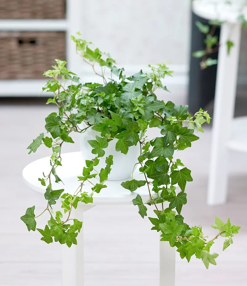 Góc làm việc tươi mới cùng cây thường xuân để bàn