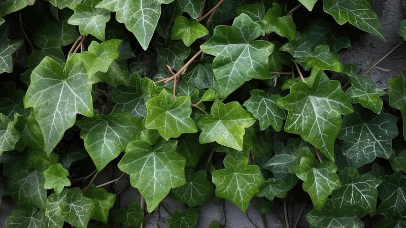 Tạo mảng xanh độc đáo với cây leo trang trí đẹp