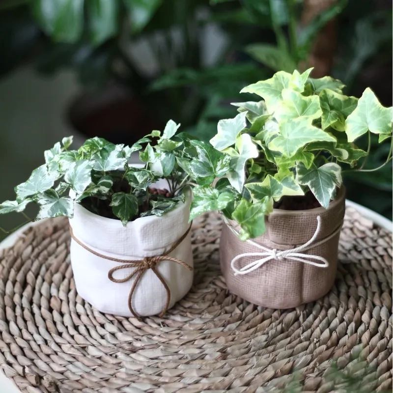 Không gian thư giãn hơn nhờ cây xanh trong nhà