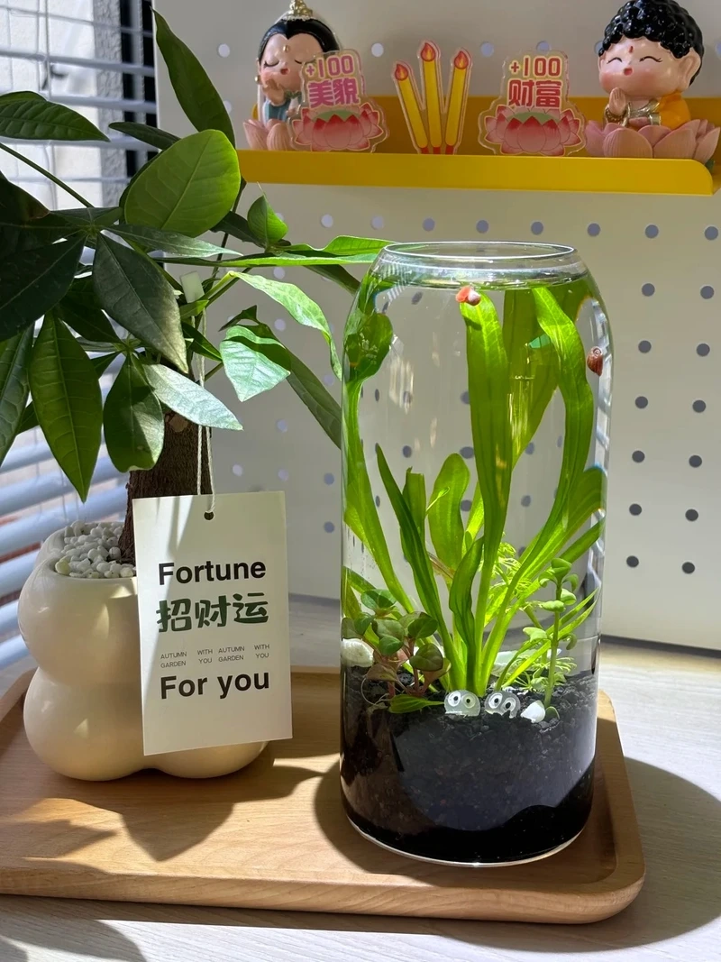 Đặc điểm nổi bật của cây thủy sinh mini 