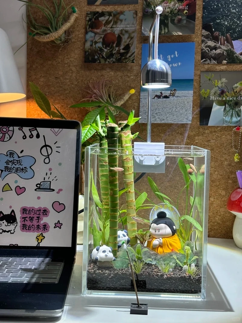 Cây thủy sinh mini để bàn làm việc tăng cảm hứng mỗi ngày