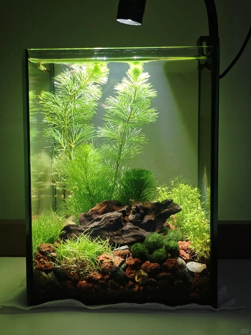 Cây thủy sinh mini trong nhà phù hợp nhiều phong cách