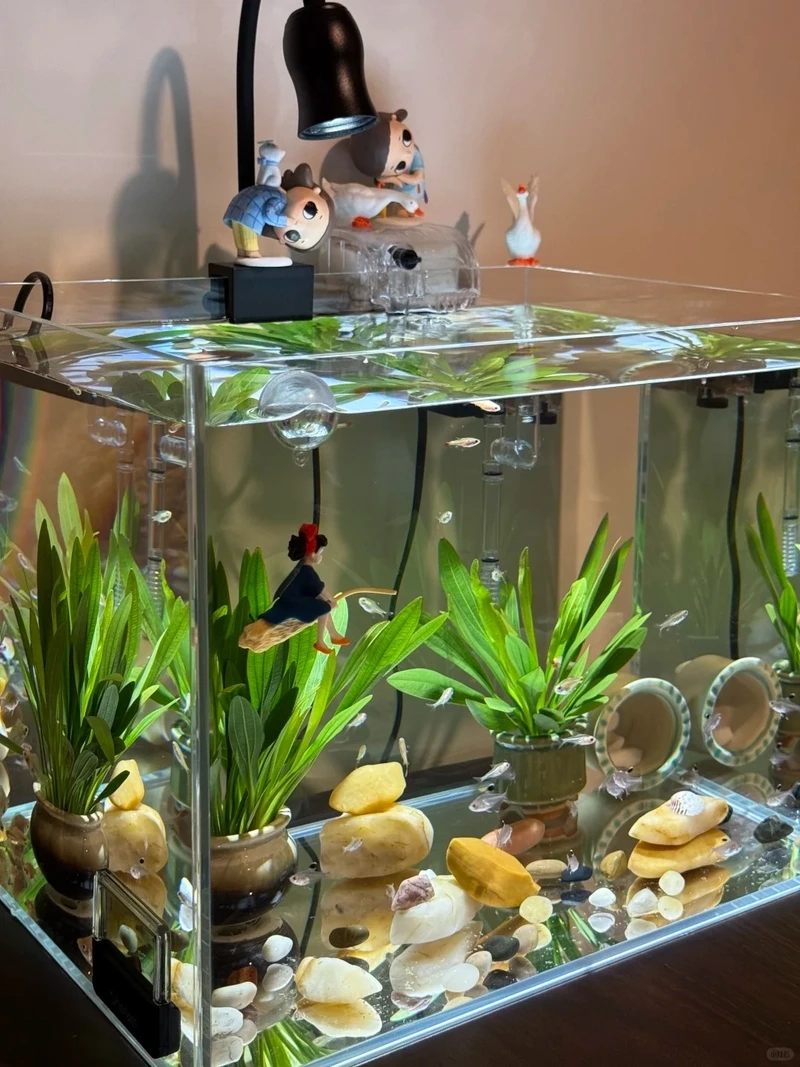 Cây thủy sinh mini dễ chăm sóc hợp người bận rộn