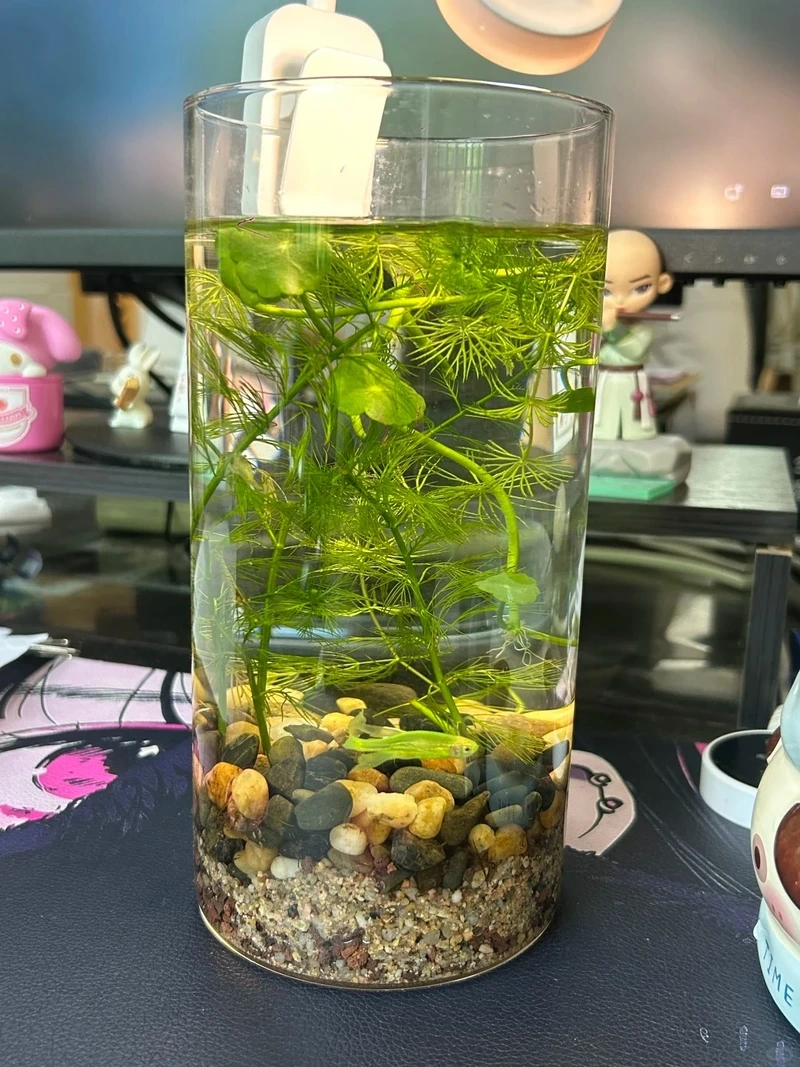 Cây thủy sinh mini decor nhà hợp xu hướng hiện đại