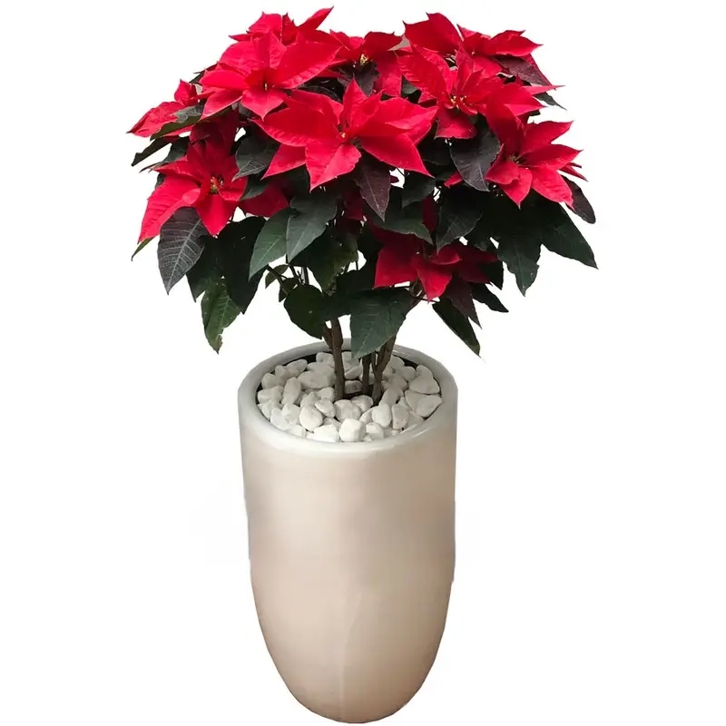 Bí quyết chăm sóc Cây Trạng Nguyên bền lâu