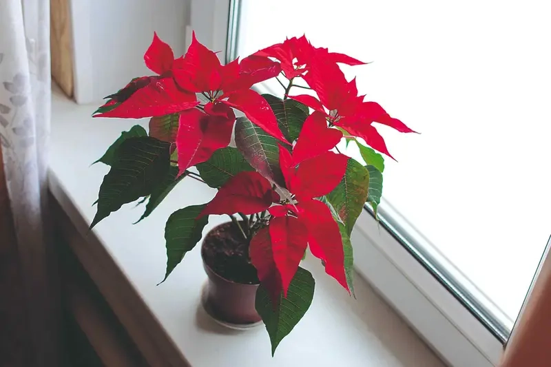 Mẹo chăm sóc Cây Trạng Nguyên ra hoa đúng mùa