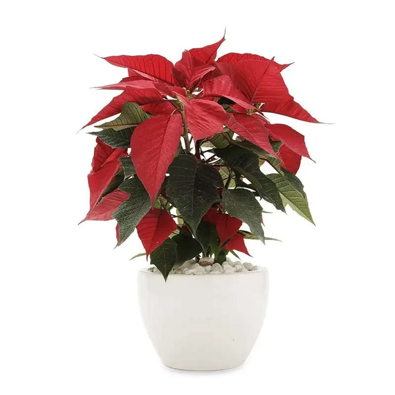 Mẹo chăm sóc Hoa Trạng Nguyên tươi lâu trong nhà