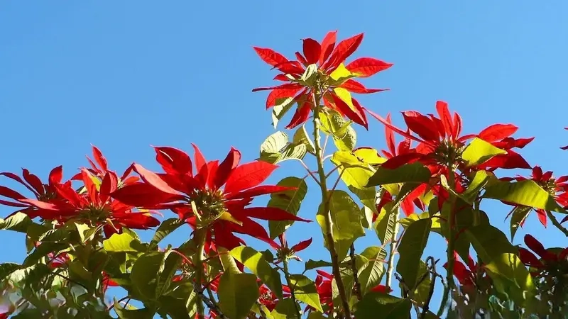 Hướng dẫn cách chăm Cây Trạng Nguyên ra lá đỏ đẹp