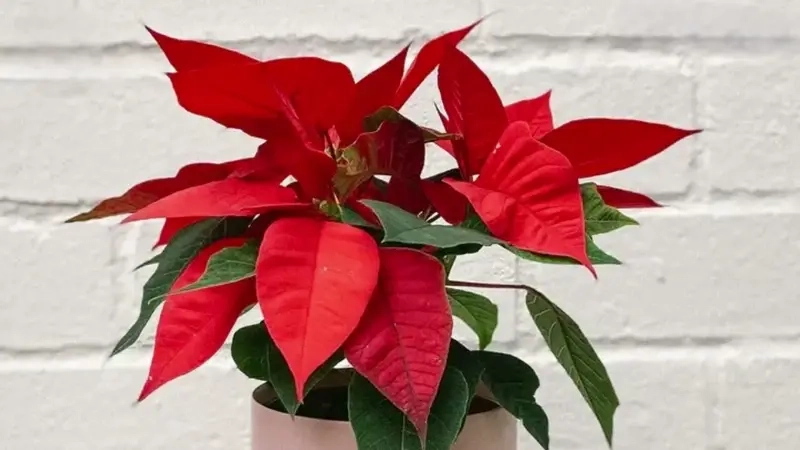 Kỹ thuật làm cho Cây Trạng Nguyên ra hoa rực rỡ