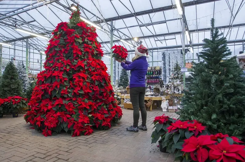 Hướng dẫn cách trồng chăm sóc Hoa Trạng Nguyên chuẩn