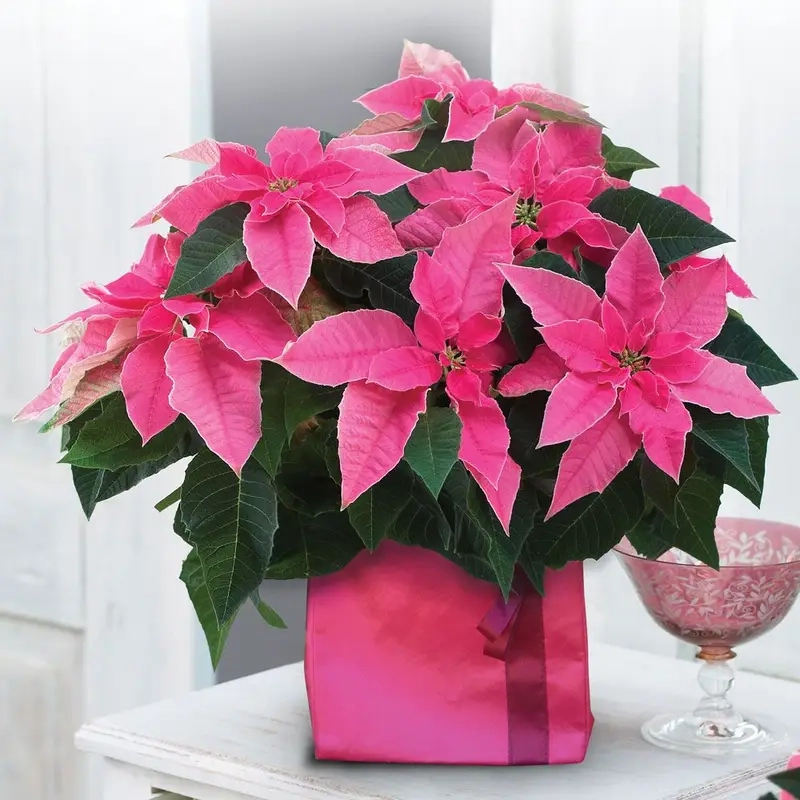 Tổng hợp hình ảnh Cây Trạng Nguyên mới nhất