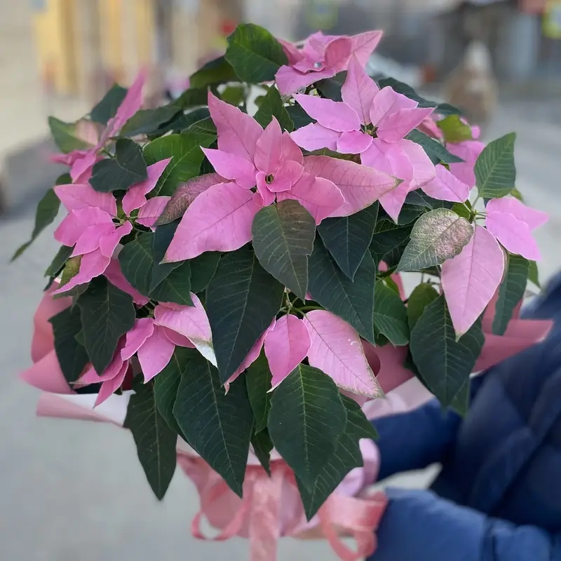 Mua hạt giống Cây Trạng Nguyên dễ trồng tại nhà