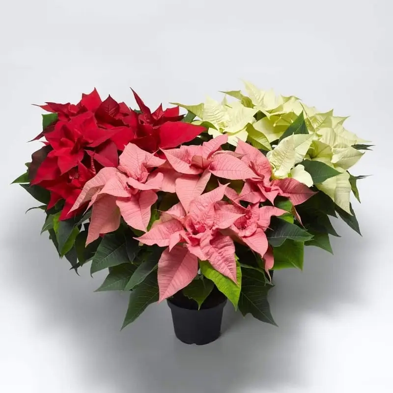 Kỹ thuật chăm sóc Cây Trạng Nguyên hiệu quả