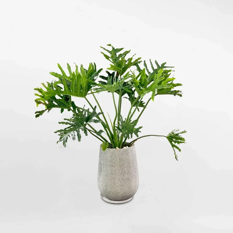 Sắc vàng ấm áp từ trầu bà vàng cây trầu bà đẹp