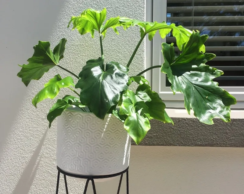 Văn phòng tinh tế với cây cảnh trầu bà đế vương