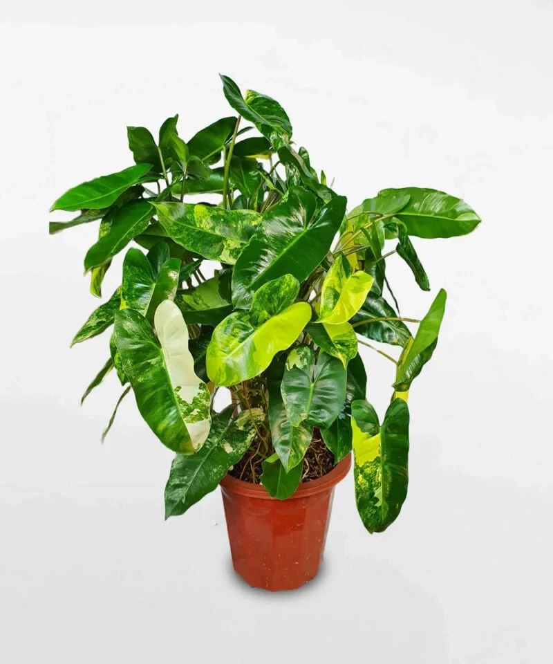 Trang trí bàn làm việc bằng cây cảnh trầu bà xanh