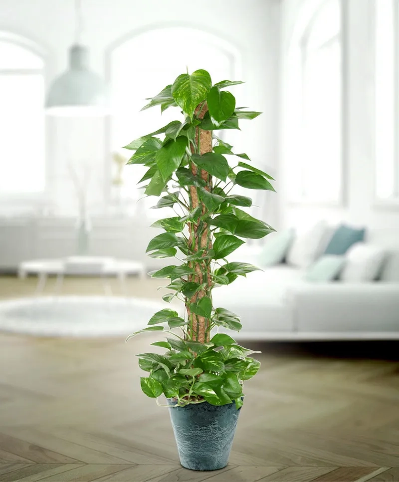 Góc nhỏ thư giãn nhờ cây trầu bà trong nhà đẹp