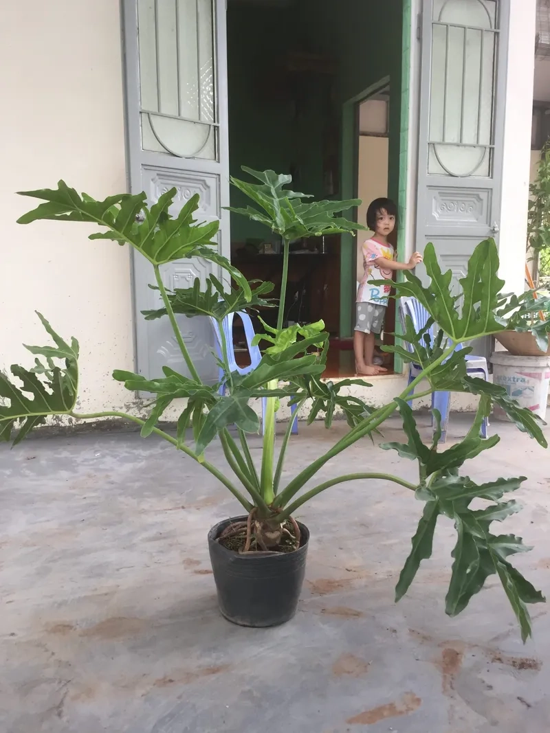 Bàn làm việc sinh động hơn với cây cảnh để bàn