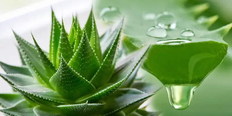 Cách chăm sóc Cây Trầu Bà Sữa xanh tốt bền đẹp